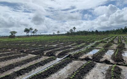 Police destroy marijuana farm in Berbice, armed men escape