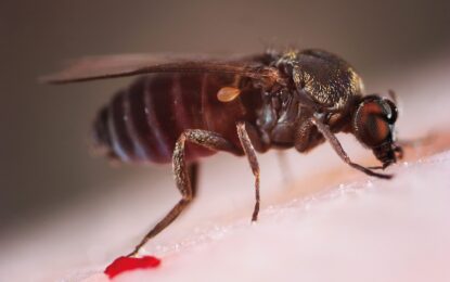 Interesting Creatures… The Sandfly