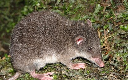 Shrew opossum