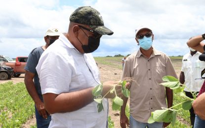 Corn, soya bean trial showing positive results