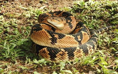 Interesting Creatures… Lachesis muta