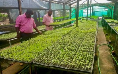 NAREI distributes 59,000 seedlings to Region Five farmers