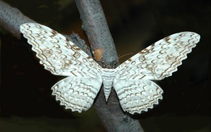 White Witch (Thysania Agrippina)