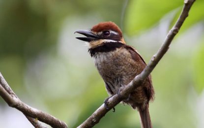 Chestnut-capped puffbird