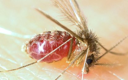 Lutzomyia