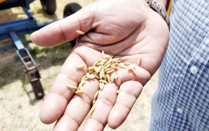 New bio-fortified rice variety to be ready for local and international markets in 2022