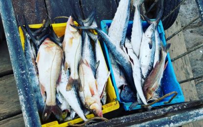 Catching Hell: What’s fuelling Guyana’s fishing woes?