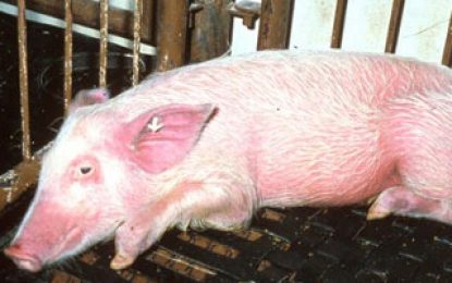 ‘African Swine Fever’ outbreak triggers immediate ban on importation of pork products
