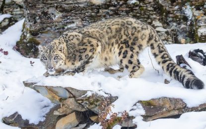 Interesting Creatures…The Kodkod (Leioardus guigna)