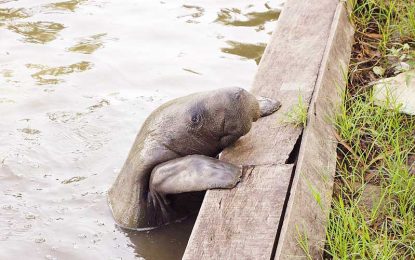 Exxon’s Yellowtail EIA…Conclusions on marine mammals incorrect and unsupported by evidence – Int’l Environmental organisation