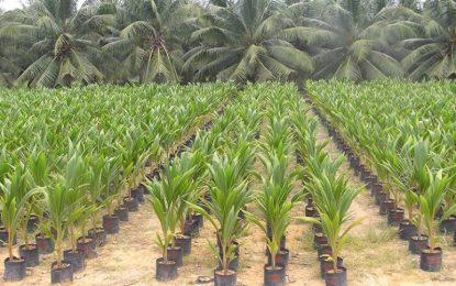 Four additional coconut nurseries established in 2021