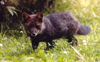 Interesting Creature… Darwin’s fox