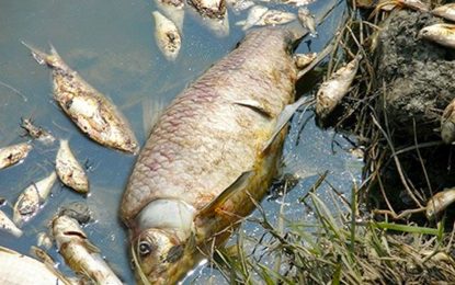 Guyana could take more than a decade to recover from any severe oil spill – Yellowtail EIA