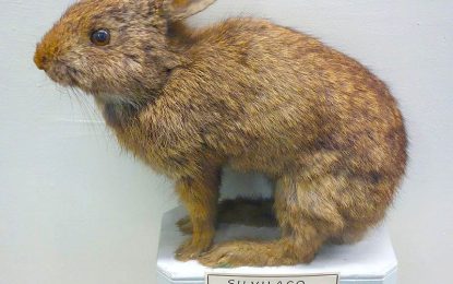 Tapeti (Sylvilagus brasiliensis)
