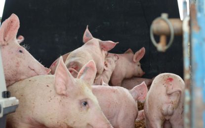 21 swine farmers to benefit from donation of quality breeding stock – Min. Mustapha