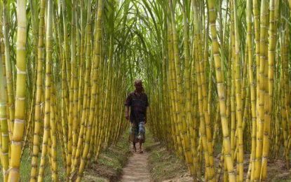 Uncertainty over GuySuCo assets