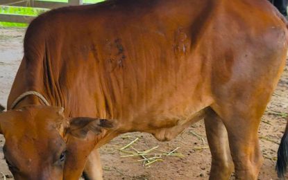Farmer fetching grass to police station 4 months now to feed impounded animals