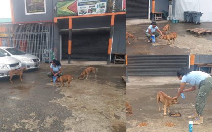 Lindener, Anita Narine, is a Good Samaritan to stray animals