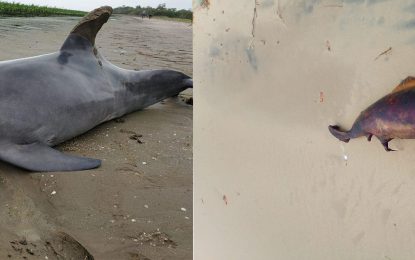 Dead dolphins surface in Leguan, Alness