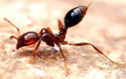 Electric ant (Wasmannia auropunctata)