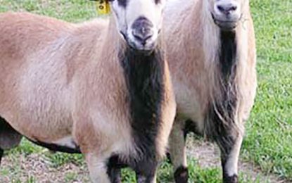 Agri. Ministry to expand “encouraging” wheat trials in Region 9