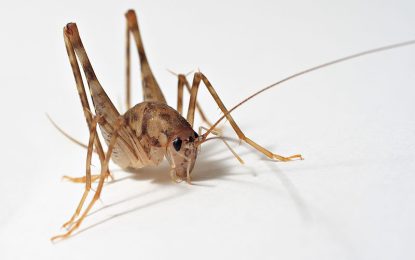 Rhaphidophoridae