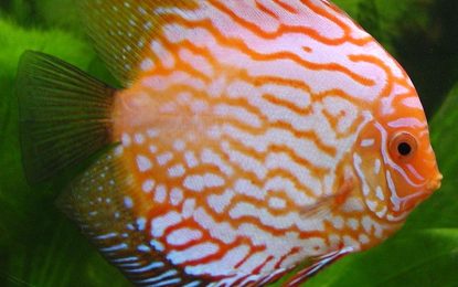 Interesting Creature… Cichlid