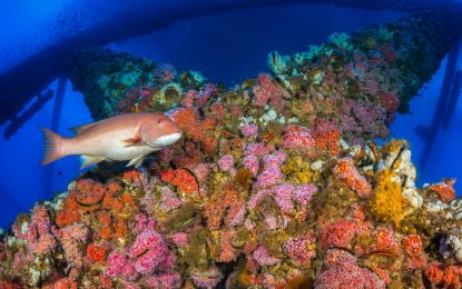 Abandoning subsea oil and gas platforms save oil companies big on clean-up cost