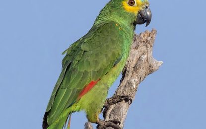 Turquoise-fronted Amazon (Amazona aestiva)