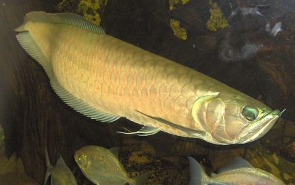 Silver arowana