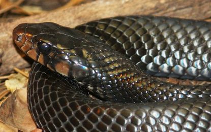 Interesting Creature… Drymarchon