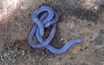 Interesting Creature…  Amphisbaenia