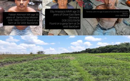 Joint Services in major ganja bust at De Veldt
