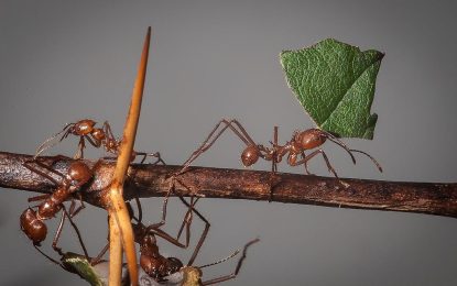 Atta cephalotes