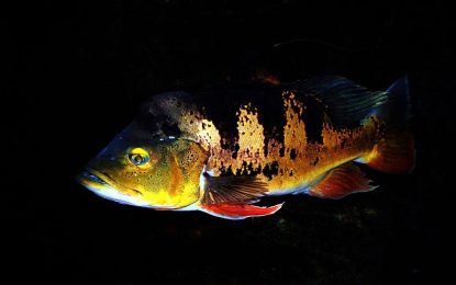 Interesting Creature…  Peacock bass