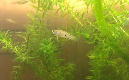 ‘Dusky millions’ fish
