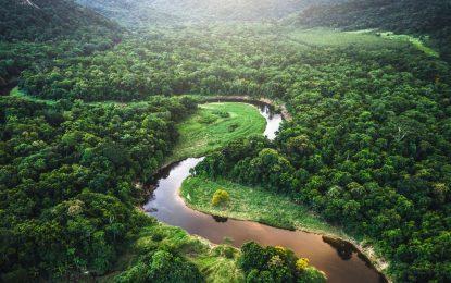 LCDS paves way for Guyana to protect, invest in, and monetise its abundant ‘green gold’