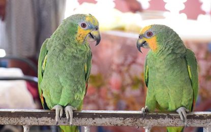 The Orange-winged Amazon parrot