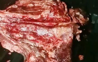 Cops nabbed with beef in pick-up after dead cow disappears from road accident