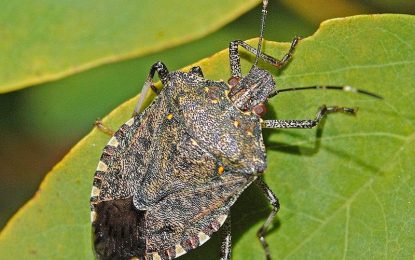 Brown marmorated stink bug