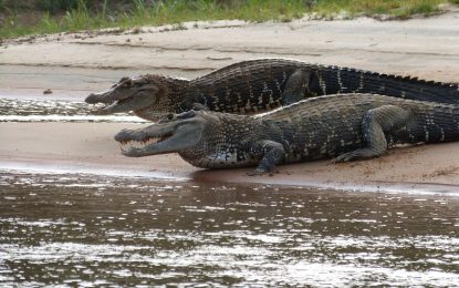 The Black Caiman