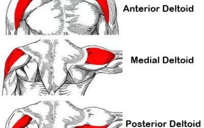 Familiarize yourself with muscles in the body (Part 2)