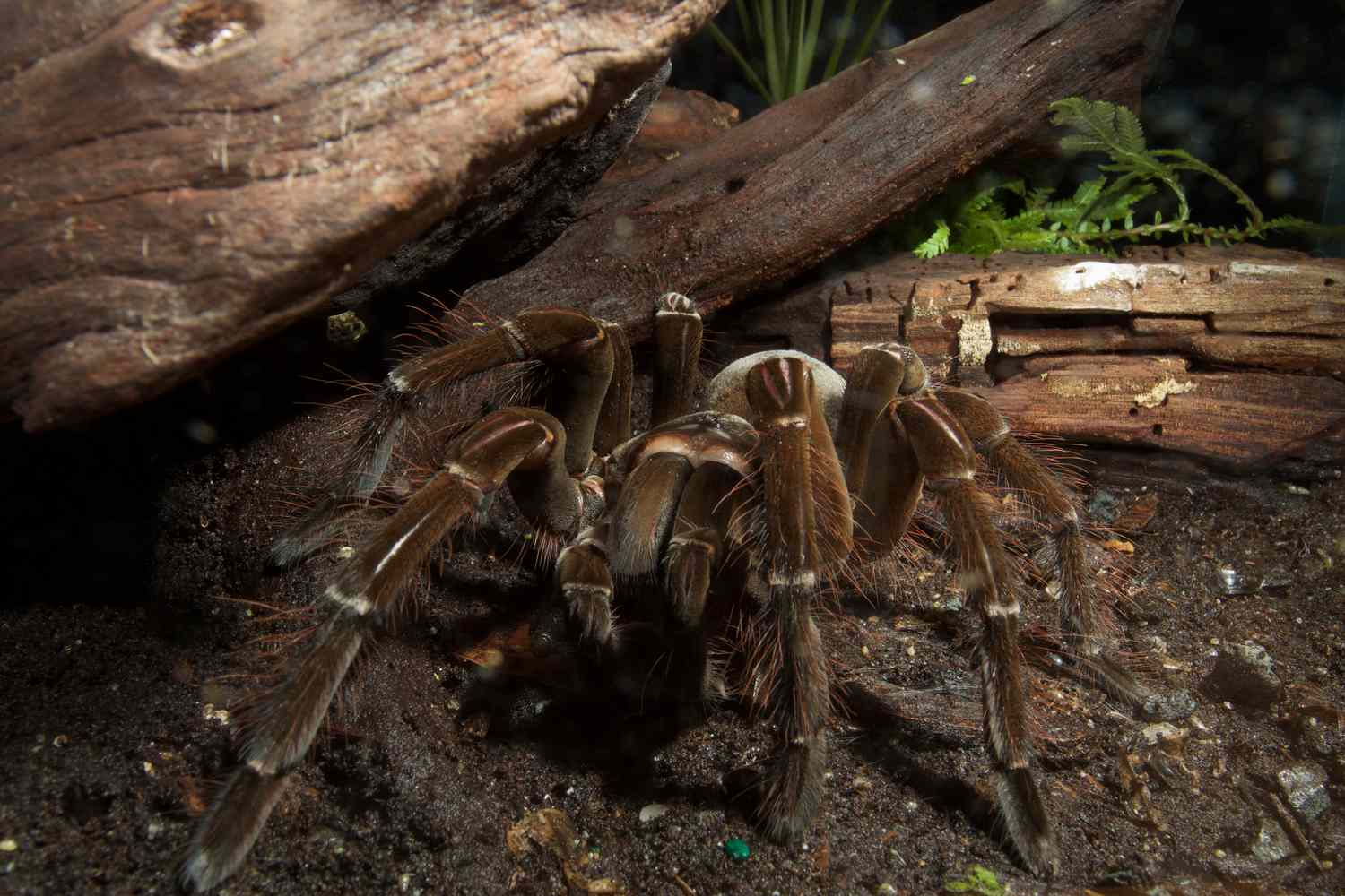 The Goliath birdeater (Tarantula) - Kaieteur News