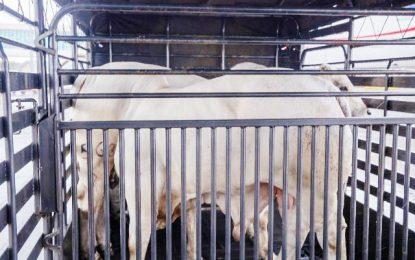 30 cattle farmers to benefit from breeding bulls