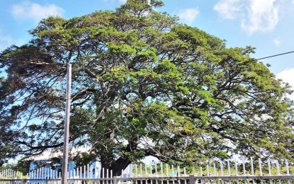 Auchlyne Estate, East Berbice Corentyne