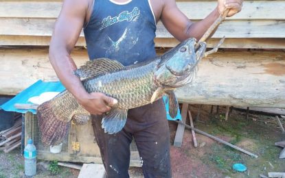 Haimara (Giant Wolf Fish)