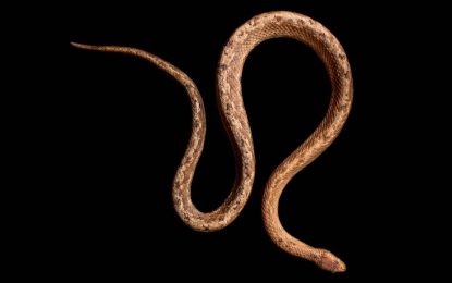 Dwarf Boa (new species found)