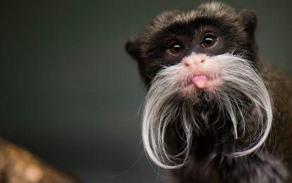 Emperor Tamarin (Saguinus imperator)