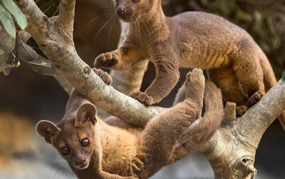 Fossa (Cryptoprocta ferox)