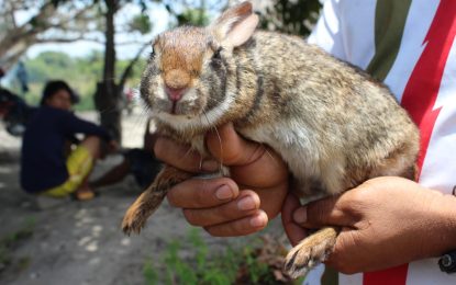 Interesting Creatures: DNA sequencing to identify undiscovered rabbits found in Region nine